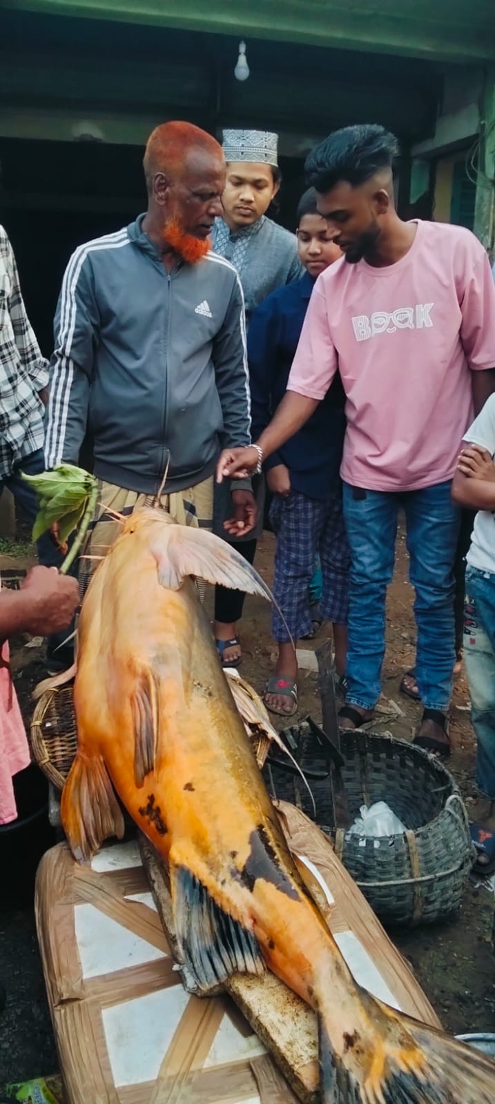 রাজনগরের কুশিয়ারায় ১৫৬ কেজির বিশাল বাঘ মাছ, দেখতে ভিড়